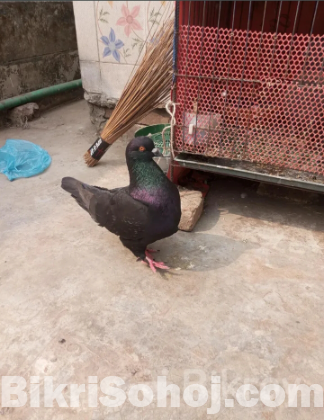 মনডিয়ান নর কবুতর  এক পিস